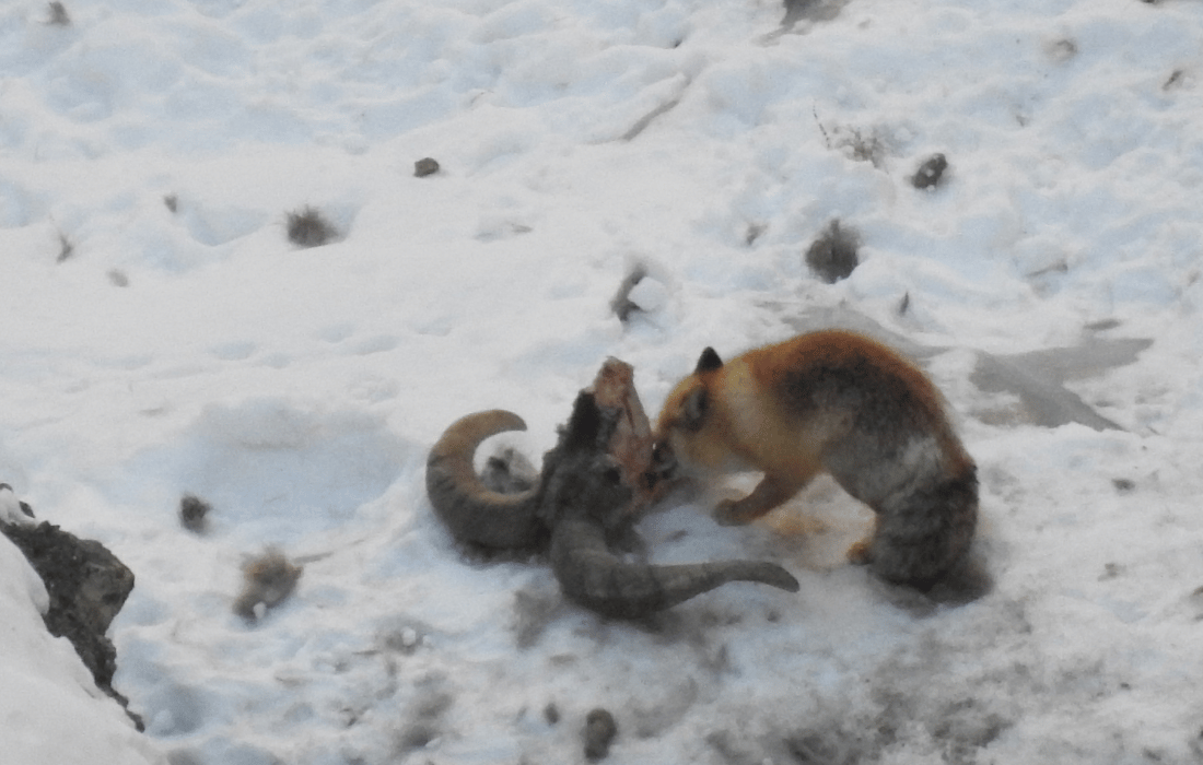 Image 71
